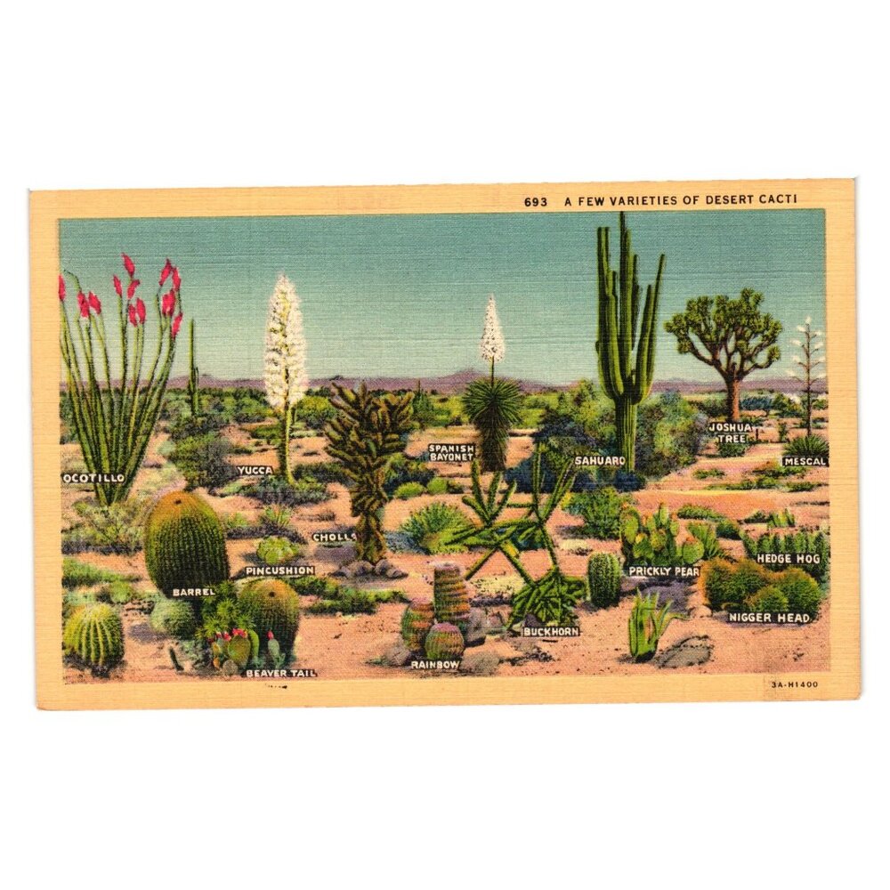 Varieties Of Desert Cacti Vintage Postcard Western Publishing Los Angeles CA
